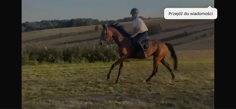 4 letni wałach małopolski