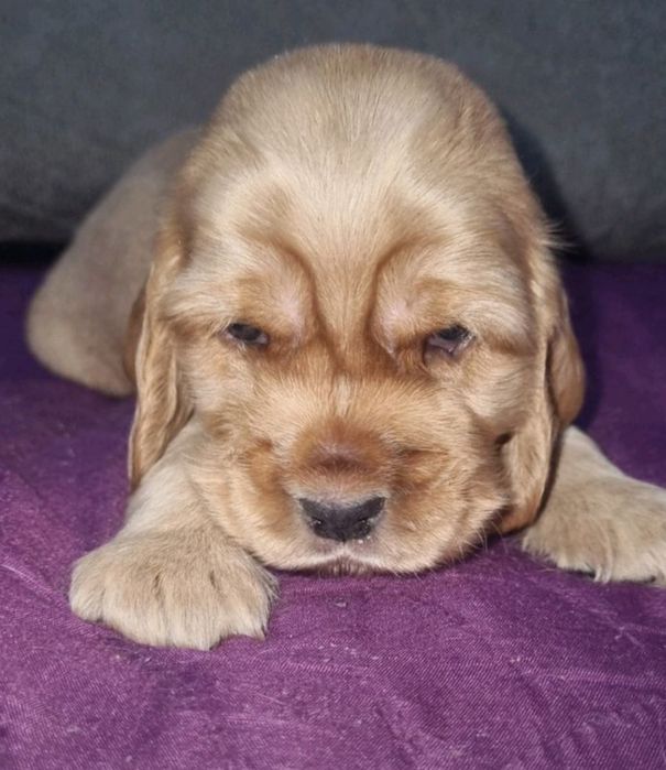 Маленькі руді леді та джентльмени