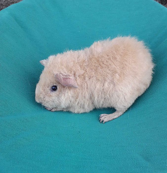 Морська свинка,  американська Тедді.