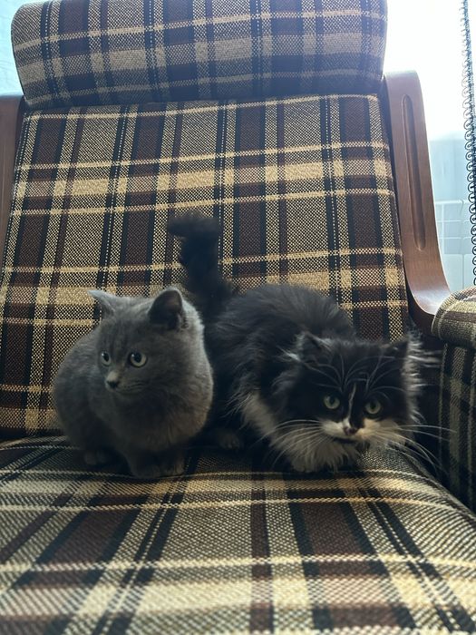 Віддам кошенят в добрі руки