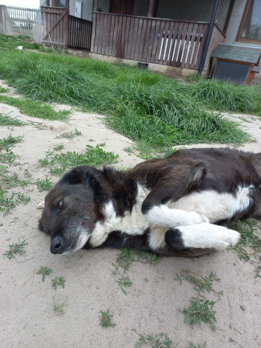 Zdzisława młoda, kochana suczka szuka domu! | MASZ NOSA