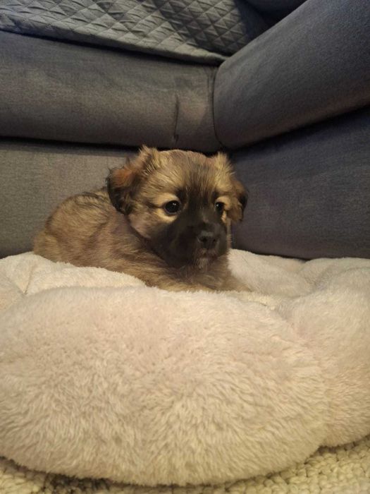 Pieski szukaja nowego domu.