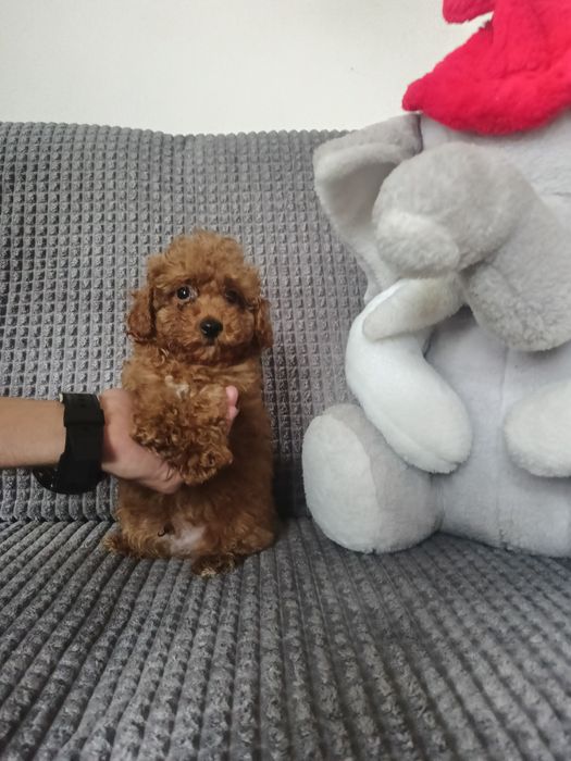 Pudel Toy piesek Red