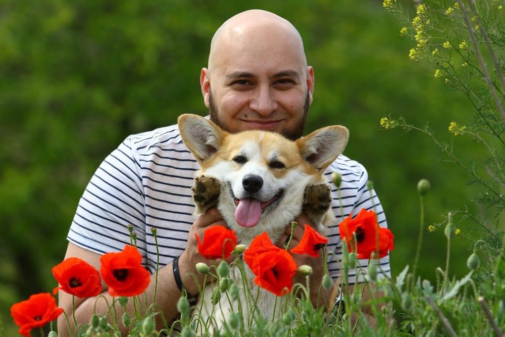 Дівчинка вельш коргі пемброк_Блонда