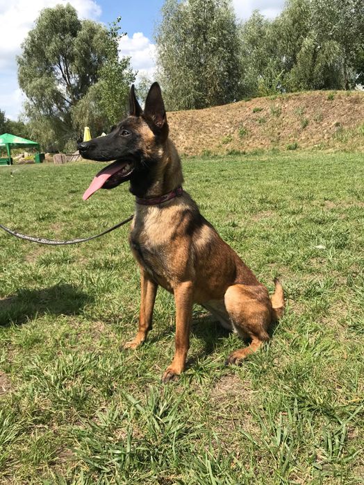 Бельгійська вівчарка малінуа