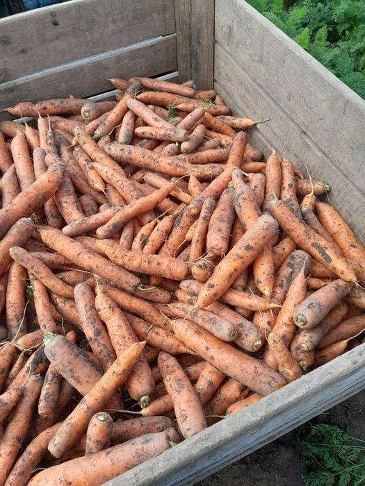 Marchew odpadową brudna