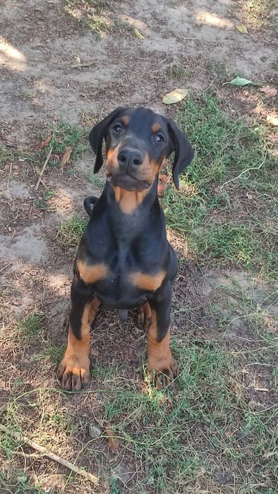 Доберман цуценята КСУ п-к Голден Пак