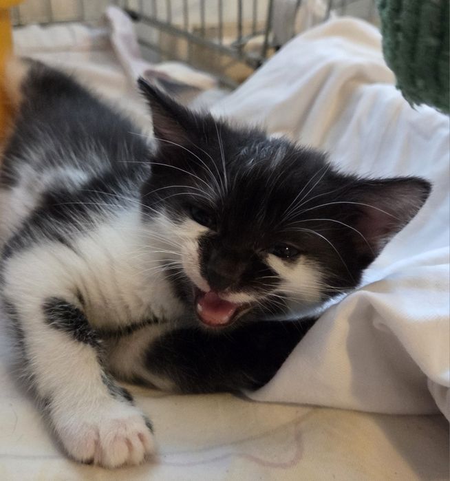 Kociaki do adopcji