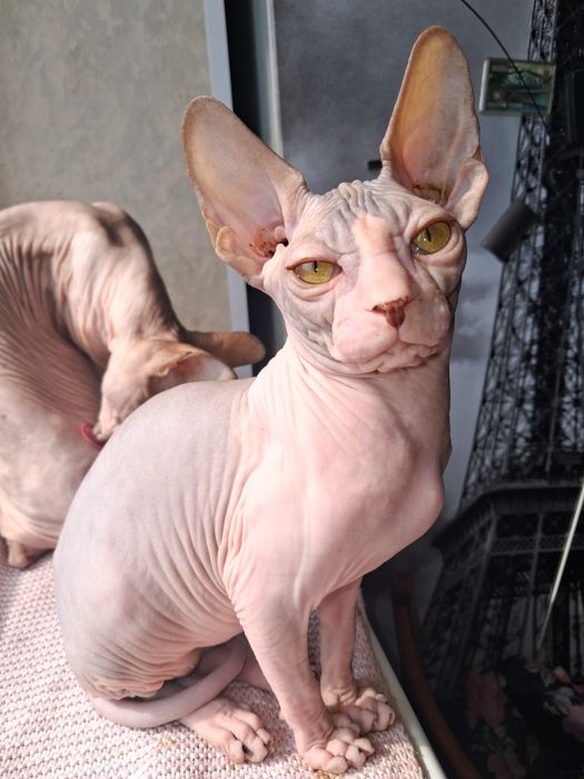 Дівчинка сфінкс Силін