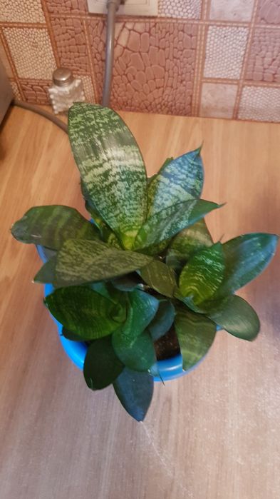Сансевиерия с горшком 3 в 1