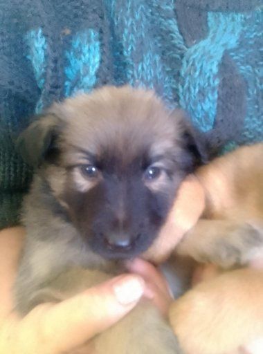 Цуценята народжені 1 грудня 2025 року