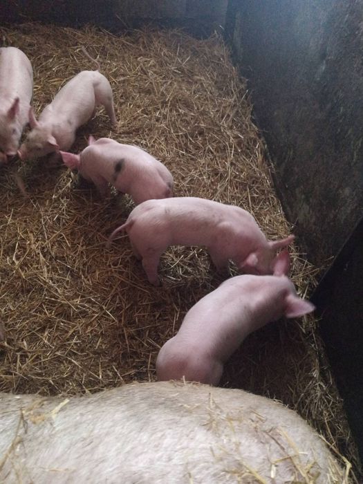 поросята  петрен