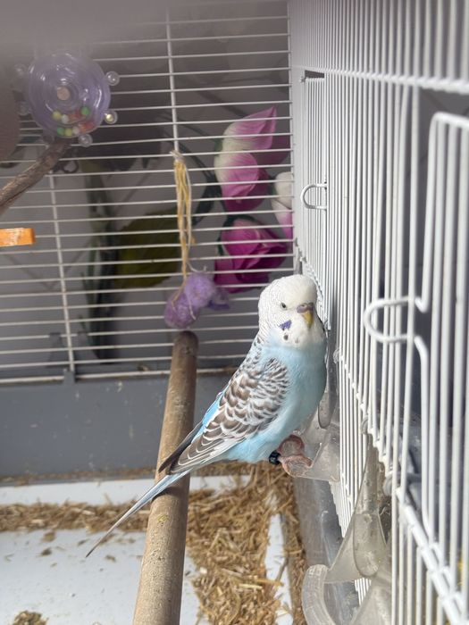 Piriquito fêmea Ano passado