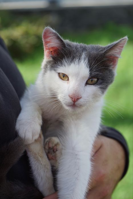 Кошеня безкоштовно