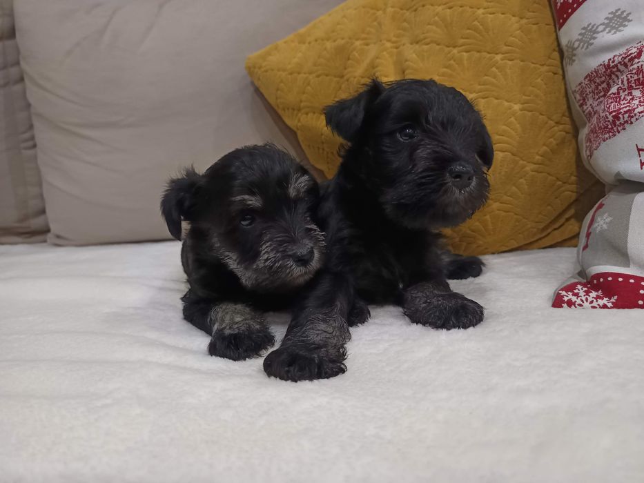 Sznaucer miniaturowy miniatura miniaturka