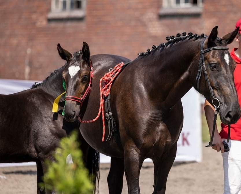 Klacz śląska sprzedam lub zamienię