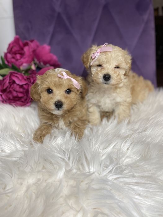 Міні мальтіпу