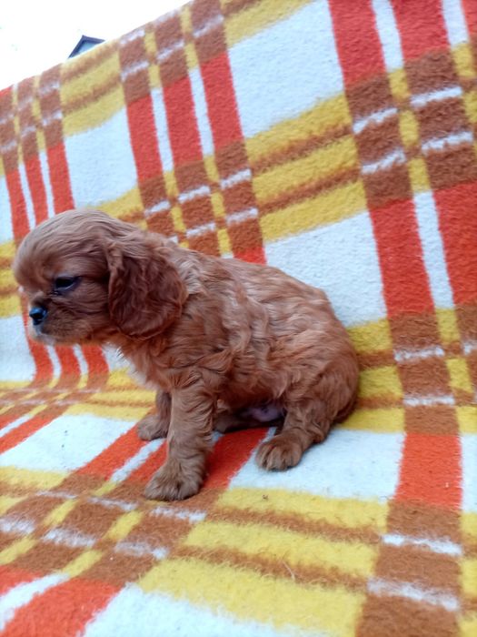 Cavalier king spaniel samiec