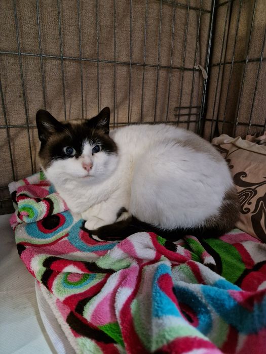 Kicia o pięknym umaszczeniu.