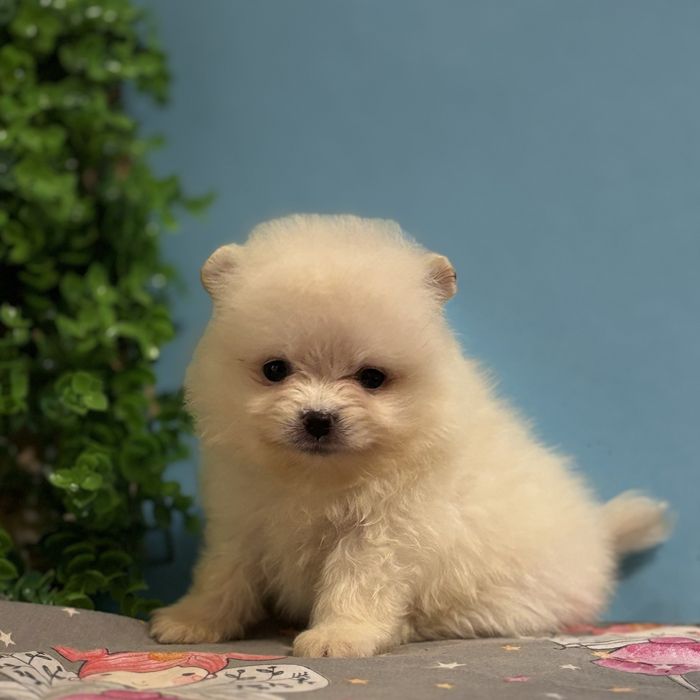 шикарний Хлопчик Міні