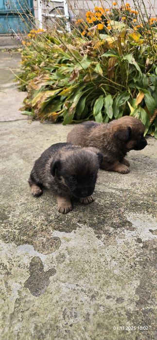 Віддам в хороші руки цецннят