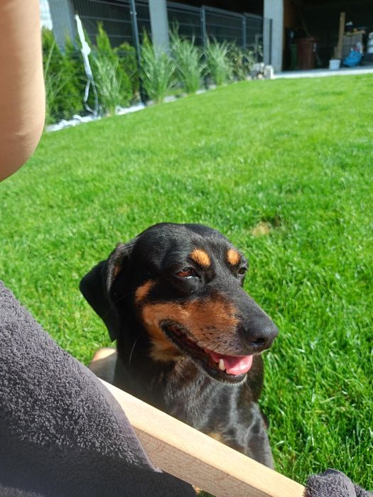 Oddam,szukam domu dla suczki