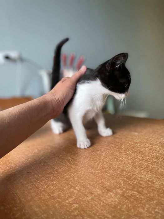 Котята котики отдам   ласковый котенок