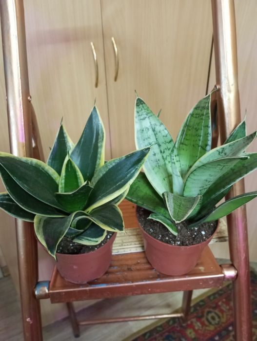 Сансевиерии сорта