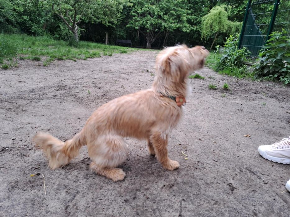 Sunia szuka odpowiedzialnego domu