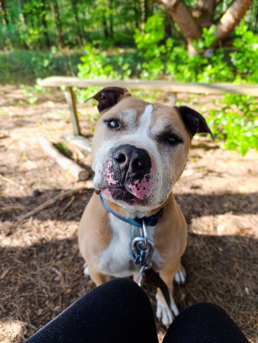 Amstaff # Pitbull # dog # adopcja