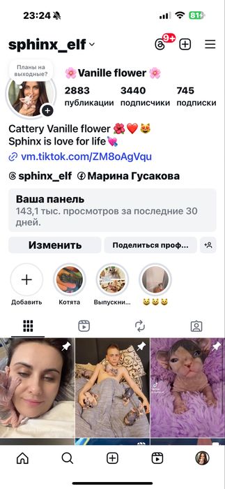 Канадский сфинкс эльф