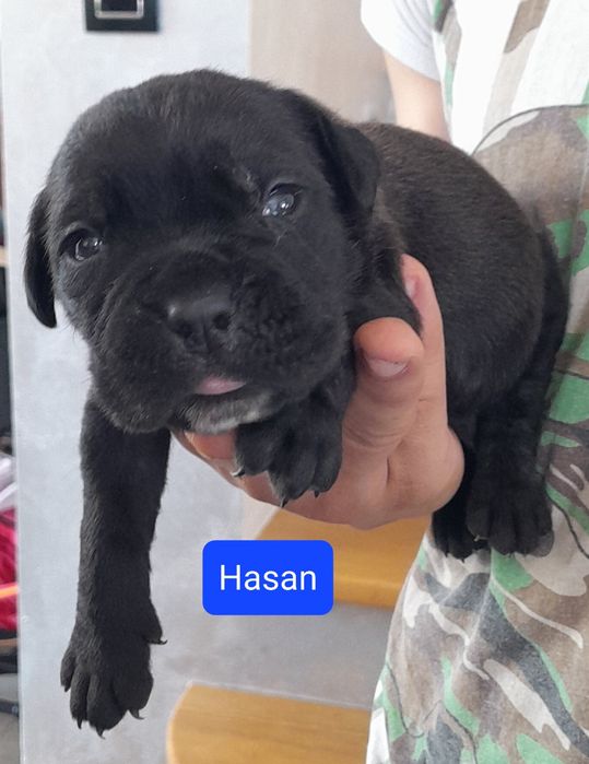 Cane Corso Szczeniak