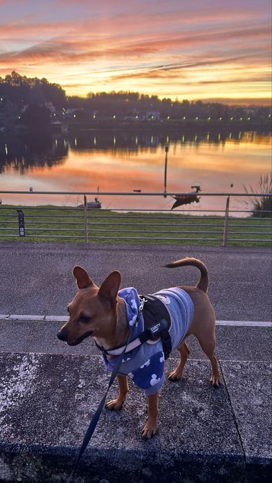 Dog Walker, Zona de Porto e Gondomar