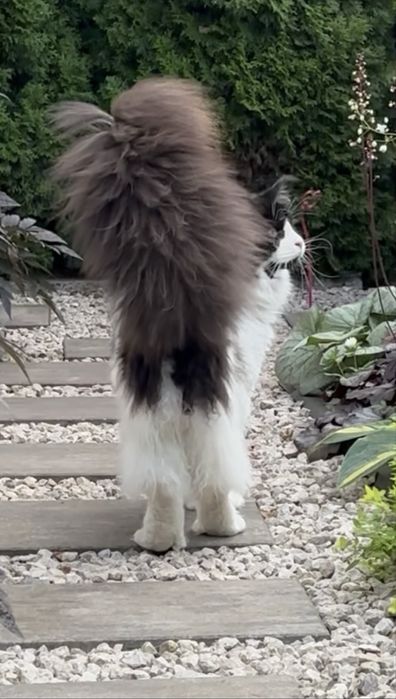 Roczny kocurek maine coon Rodowód FPL/FIFE opcja do hodowli