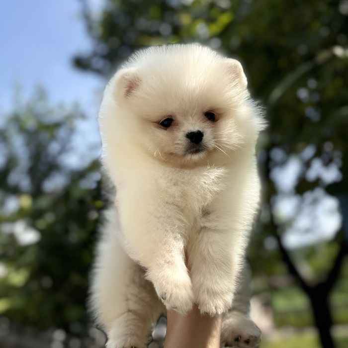 лялькова дівчинка шоу класу