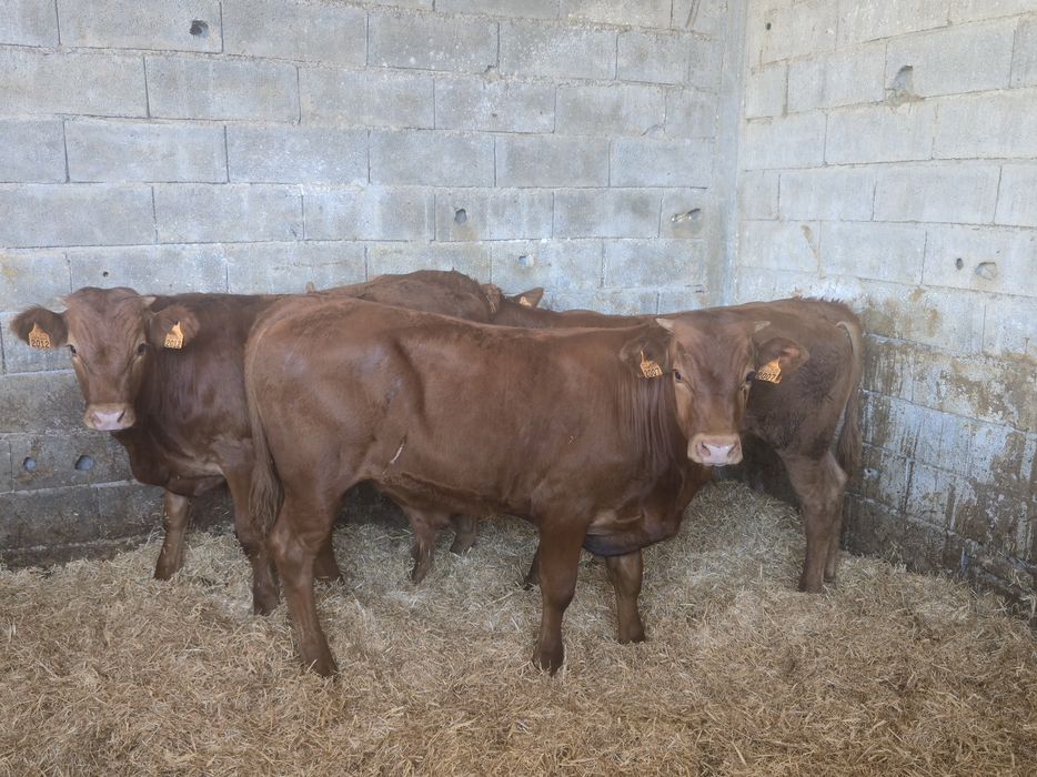 Lote 7 Vitelos cruzados limousine e angus