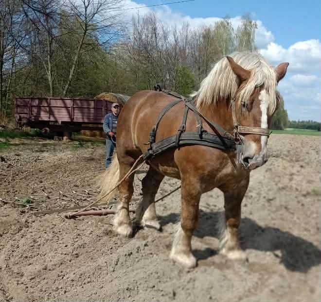 Ogier zimnokrwisty z licencją możliwa zamiana na klacz