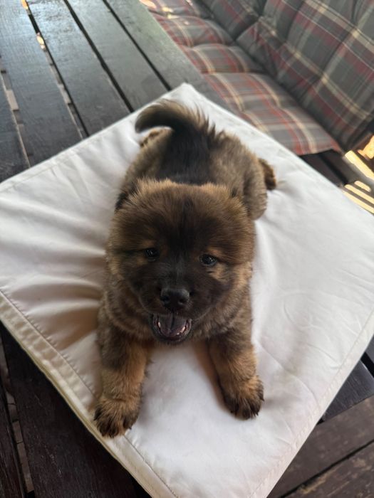 Chow chow suczka
