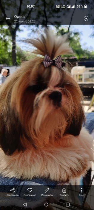 Не дорого! Красавец!