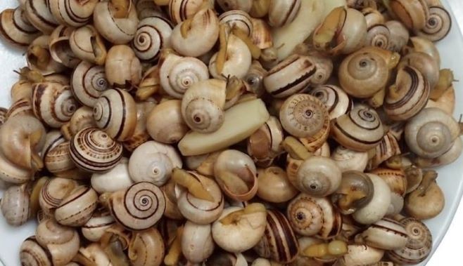 Sacas de caracois entregas ao domicilio aproveite já