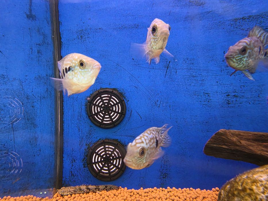 Texas Blue Shortbody