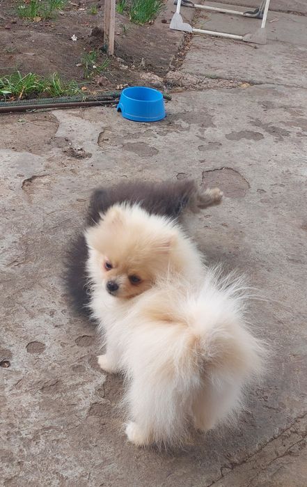 Комочек счастья!