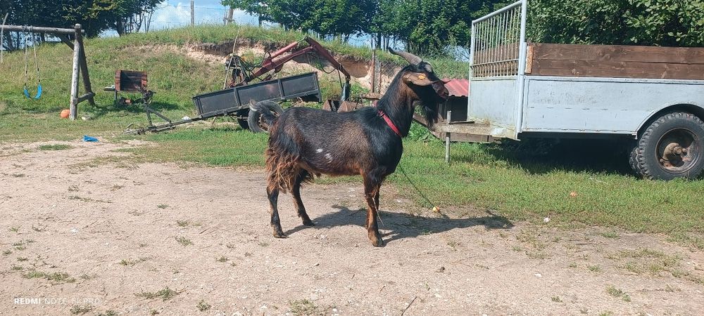 Sprzedam kozła.  .