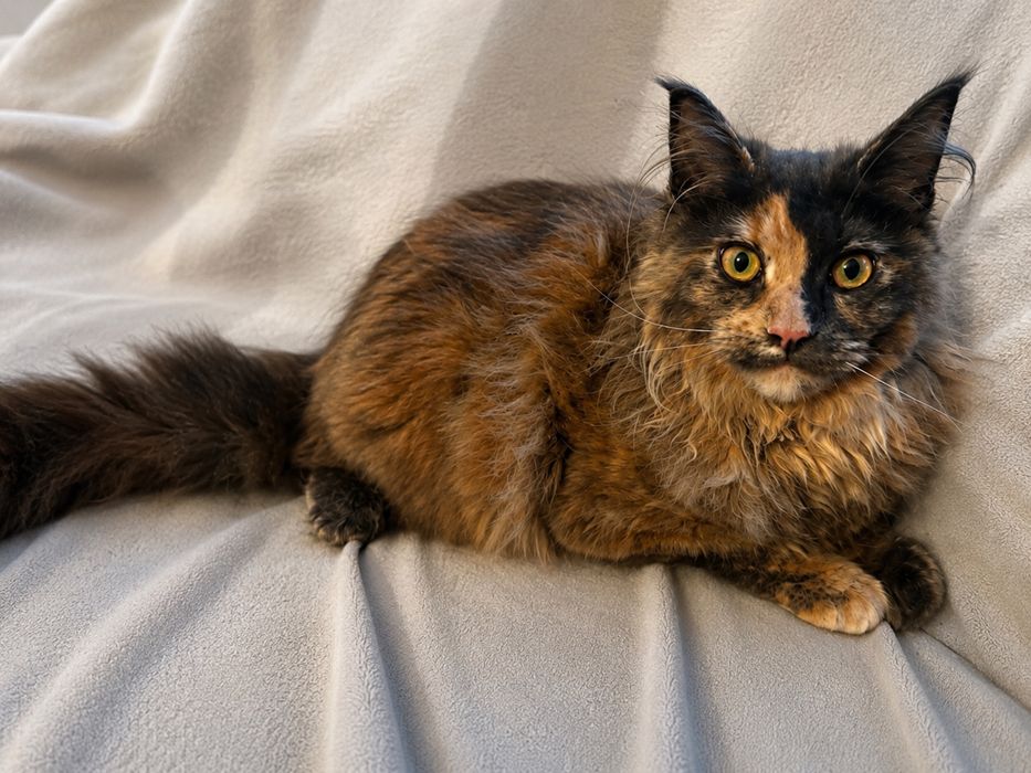 Maine Coon kotka WCF/SHK