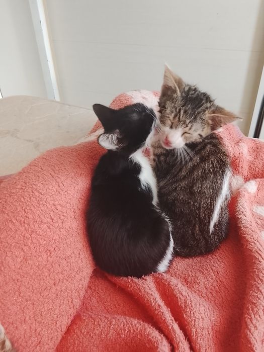 Gatinho para adoção