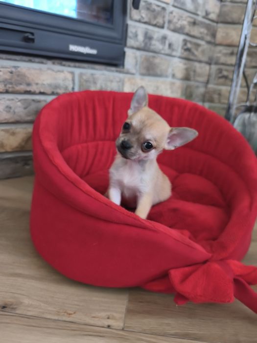 Chihuahua xxs bardzo malutki