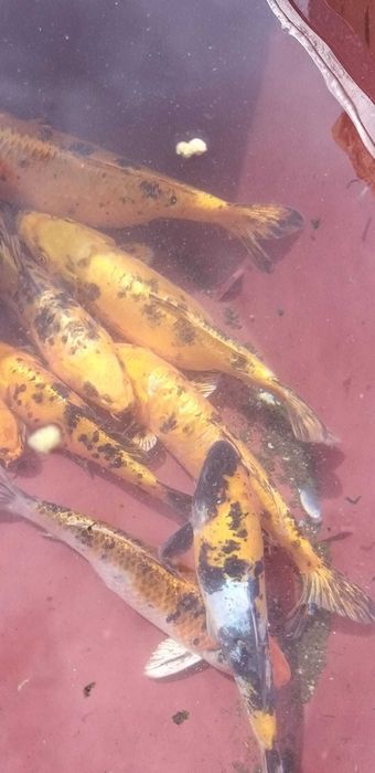 Carpas Koi  coloridas   Promoçao de   outono