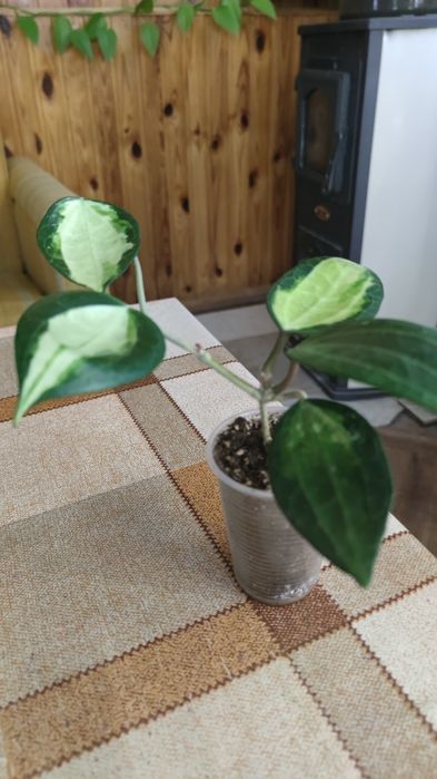 Хойя Macrophylla Pot of Gold