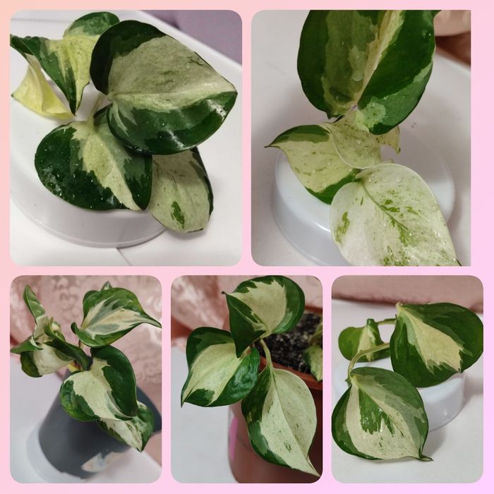 Сциндапсус 9 с. эпипремнум; Кобра б., Бразил, Грин принцес, Манки Маск