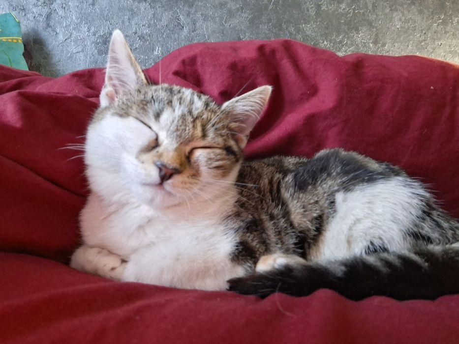 Котёнок ищет семью  ( сейчас на передержке )